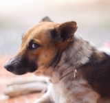 Iperplasia Prostatica nel cane, cos’è e come posso controllarla?